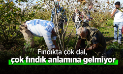 Fındıkta çok dal, çok fındık anlamına gelmiyor