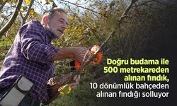 Doğru budama ile 500 metrekareden alınan fındık, 10 dönümlük bahçeden alınan fındığı solluyor