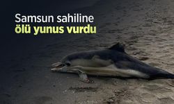 Samsun sahiline ölü yunus vurdu