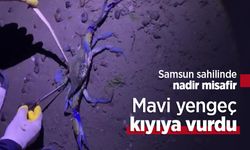 Samsun sahilinde nadir misafir: Mavi yengeç kıyıya vurdu