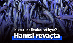Hamsi revaçta