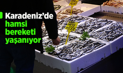 Karadeniz’de hamsi bereketi yaşanıyor