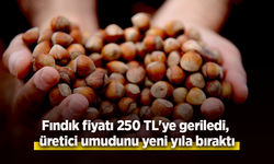 Fındık fiyatı 250 TL'ye geriledi, üretici umudunu yeni yıla bıraktı