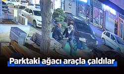 Parktaki ağacı araçla çaldılar