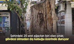 Şehirdeki 20 anıt ağaçtan biri olan çınar, gövdesi olmadan dış kabuğu üzerinde duruyor