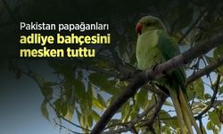 Pakistan papağanları adliye bahçesini mesken tuttu