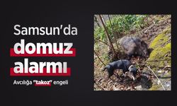 Samsun'da domuz alarmı: Avcılığa "takoz" engeli