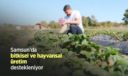 Samsun’da bitkisel ve hayvansal üretim destekleniyor