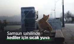 Samsun sahilinde kediler için sıcak yuva
