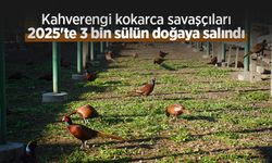 Kahverengi kokarca savaşçıları: 2025'te 3 bin sülün doğaya salındı