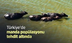 Türkiye'de manda popülasyonu tehdit altında