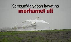 Samsun’da yaban hayatına merhamet eli