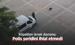 Köpekten örnek davranış: Polis şeridini ihlal etmedi
