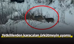 Yetkililerden karacaları ürkütmeyin uyarısı