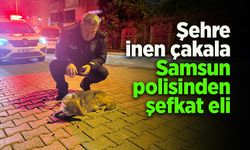 Şehre inen çakala Samsun polisinden şefkat eli