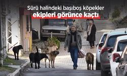 Sürü halindeki başıboş köpekler ekipleri görünce kaçtı