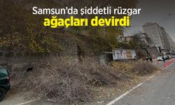 Samsun’da şiddetli rüzgar ağaçları devirdi