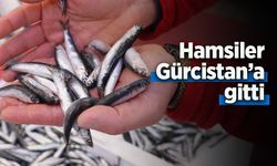Hamsiler Gürcistan'a gitti