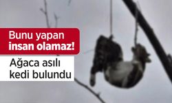 Bunu yapan insan olamaz! Ağaca asılı kedi bulundu