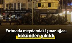 Fırtınada meydandaki çınar ağacı kökünden yıkıldı