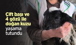 Çift başı ve 4 gözü ile doğan kuzu yaşama tutundu