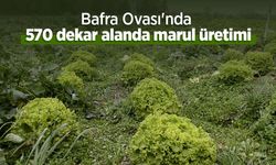 Bafra Ovası'nda 570 dekar alanda marul üretimi