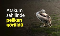 Atakum sahilinde pelikan görüldü