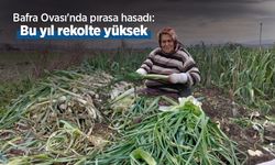 Bafra Ovası'nda pırasa hasadı: Bu yıl rekolte yüksek