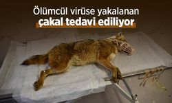 Ölümcül virüse yakalanan çakal tedavi ediliyor