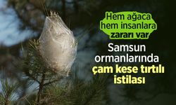 Hem ağaca hem insanlara zararı var: Samsun ormanlarında çam kese tırtılı istilası