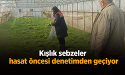 Kışlık sebzeler hasat öncesi denetimden geçiyor