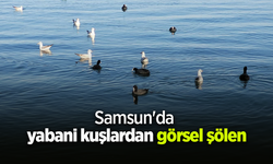 Samsun'da yabani kuşlardan görsel şölen