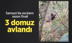 Samsun'da avcıların sezon finali: 3 domuz avlandı