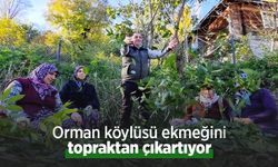 Orman köylüsü ekmeğini topraktan çıkartıyor
