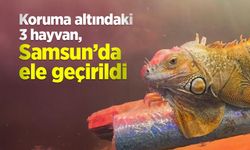 Koruma altındaki 3 hayvan, Samsun’da ele geçirildi