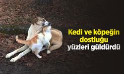 Kedi ve köpeğin dostluğu yüzleri güldürdü