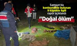 Samsun'da konteynerde bulunan 9 köpekle ilgili rapor açıklandı: "Doğal ölüm"