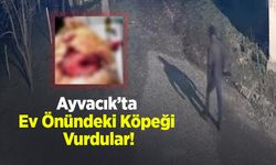 Ayvacık’ta Ev Önündeki Köpeği Vurdular!