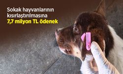 Sokak hayvanlarının kısırlaştırılmasına 7,7 milyon TL ödenek