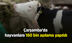 Çarşamba’da hayvanlara 160 bin aşılama yapıldı