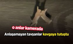 Anlaşamayan tavşanlar kavgaya tutuştu
