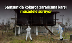 Samsun’da kokarca zararlısına karşı mücadele sürüyor