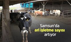 Samsun'da ari işletme sayısı artıyor