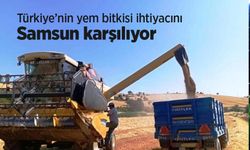 Türkiye’nin yem bitkisi ihtiyacını Samsun karşılıyor