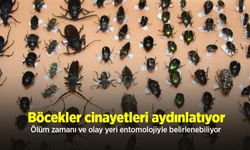 Böcekler cinayetleri aydınlatıyor: Ölüm zamanı ve olay yeri entomolojiyle belirlenebiliyor