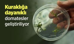Kuraklığa dayanıklı domatesler geliştiriliyor