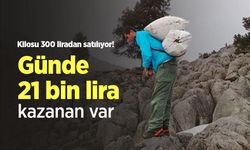 Kilosu 300 liradan satılıyor! Günde 21 bin lira kazanan var
