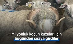 Milyonluk koçun kuzuları için bugünden sıraya girdiler