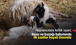 Hayvancılara kritik uyarı: Kuzu ve buzağı bakımında ilk saatler hayati önemde