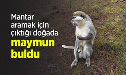 Mantar aramak için çıktığı doğada maymun buldu